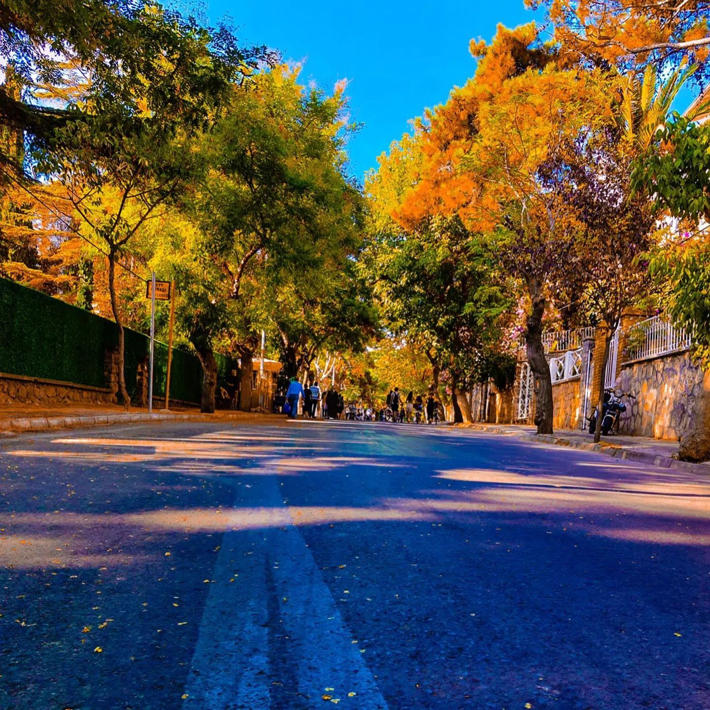 Autumn tree-lined road, Istanbul by Mohammad Khakpaki