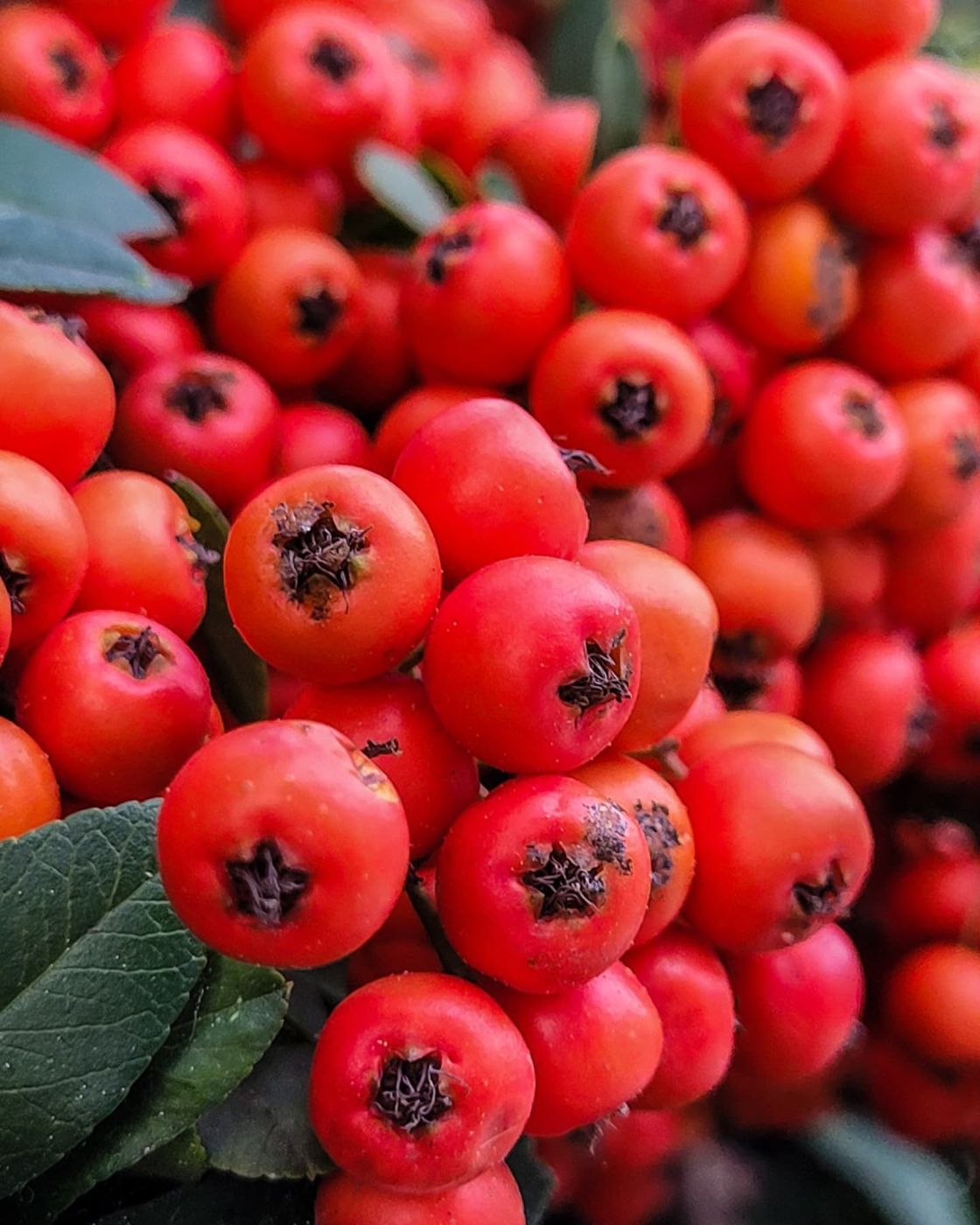 Red berries, macro nature photography by Mohammad Khakpaki