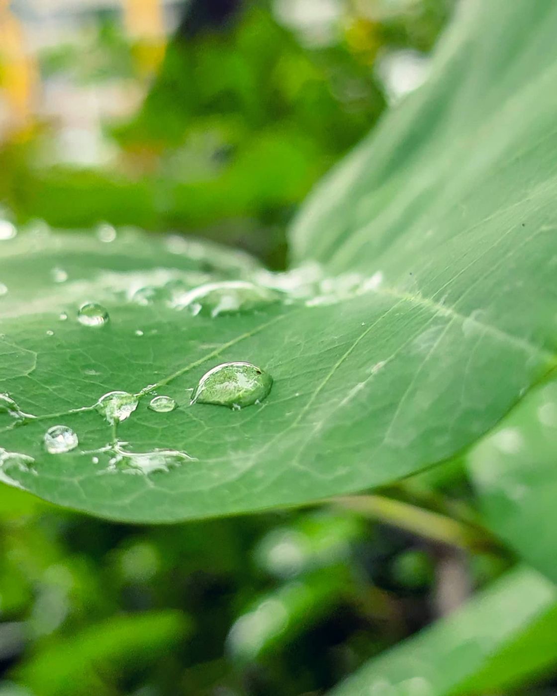 Dew drops on a leaf, macro photography by Mohammad Khakpaki