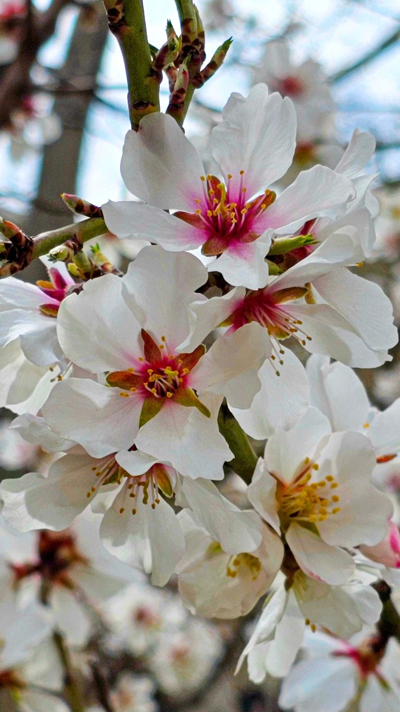Almond blossom in spring, macro photography by Mohammad Khakpaki